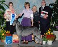 5_HOUND - CH Jaraluv Ouija -  Scottish Deerhound